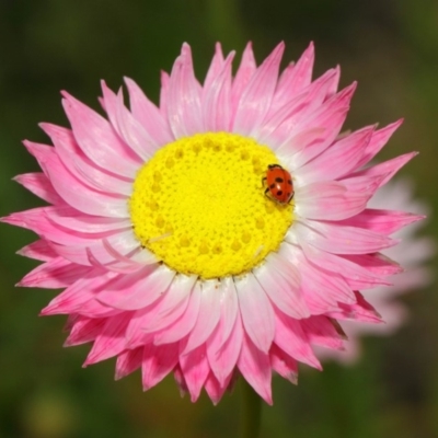 Hippodamia variegata (Spotted Amber Ladybird) at Acton, ACT - 27 Nov 2018 by TimL