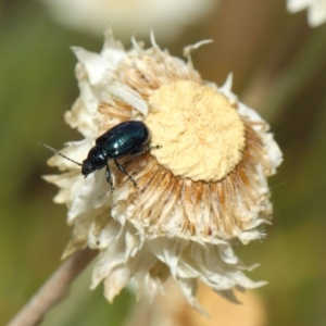 Altica sp. (genus) at Acton, ACT - 27 Nov 2018 02:13 PM