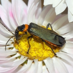 Chauliognathus lugubris at Acton, ACT - 27 Nov 2018 02:13 PM