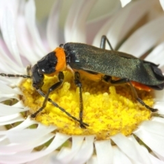 Chauliognathus lugubris at Acton, ACT - 27 Nov 2018 02:13 PM