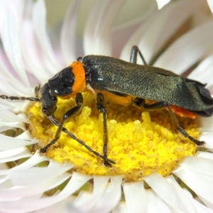 Chauliognathus lugubris at Acton, ACT - 27 Nov 2018 02:13 PM