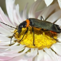 Chauliognathus lugubris at Acton, ACT - 27 Nov 2018 02:13 PM