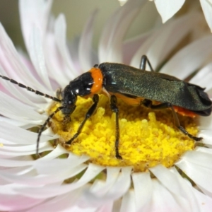 Chauliognathus lugubris at Acton, ACT - 27 Nov 2018 02:13 PM