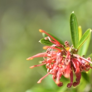 Grevillea sp. at Wamboin, NSW - 2 Nov 2018