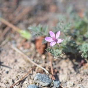 Erodium cicutarium at Wamboin, NSW - 2 Nov 2018 12:40 PM