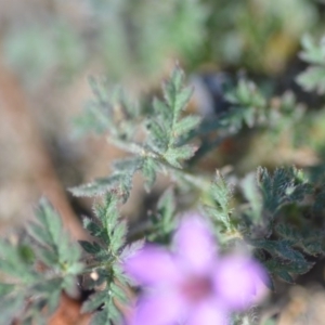 Erodium cicutarium at Wamboin, NSW - 2 Nov 2018 12:40 PM