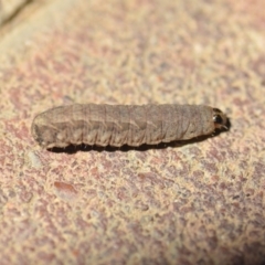 Noctuidae unclassified IMMATURE moth at Wamboin, NSW - 2 Nov 2018