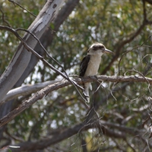 Dacelo novaeguineae at Bruce, ACT - 8 Dec 2018