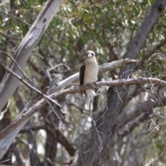 Dacelo novaeguineae at Bruce, ACT - 8 Dec 2018