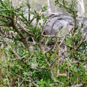 Melicytus angustifolius subsp. divaricatus at Bolaro, NSW - 5 Dec 2018