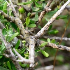 Melicytus angustifolius subsp. divaricatus at Bolaro, NSW - 5 Dec 2018