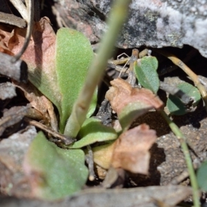 Oligochaetochilus aciculiformis at Bolaro, NSW - suppressed