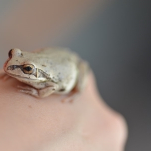 Litoria verreauxii verreauxii at Wamboin, NSW - 3 Nov 2018 03:09 PM