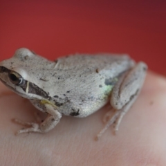 Litoria verreauxii verreauxii at Wamboin, NSW - 3 Nov 2018