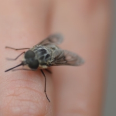 Tabanidae (family) (Unidentified march or horse fly) at Wamboin, NSW - 4 Nov 2018 by natureguy