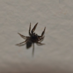 Salticidae (family) at Wamboin, NSW - 5 Nov 2018