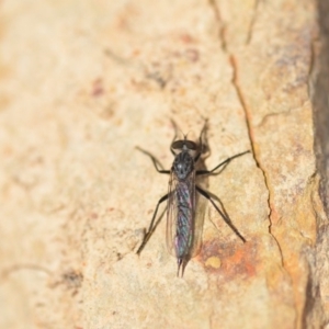 Cerdistus sp. (genus) at Wamboin, NSW - 7 Nov 2018 12:17 PM