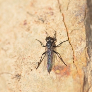 Cerdistus sp. (genus) at Wamboin, NSW - 7 Nov 2018 12:17 PM