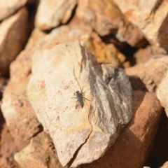 Cerdistus sp. (genus) at Wamboin, NSW - 7 Nov 2018 12:17 PM