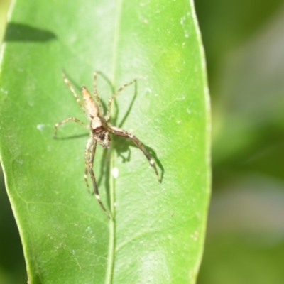 Helpis minitabunda (Threatening jumping spider) at Wamboin, NSW - 7 Nov 2018 by natureguy