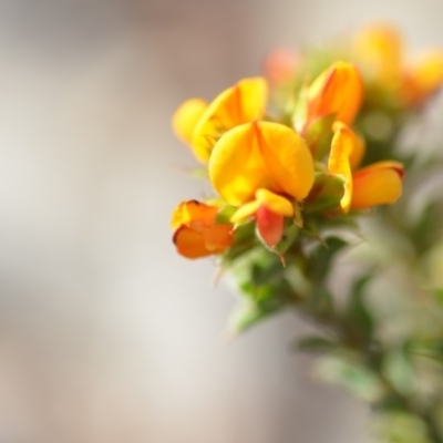 Pultenaea procumbens (Bush Pea) at Wamboin, NSW - 7 Nov 2018 by natureguy