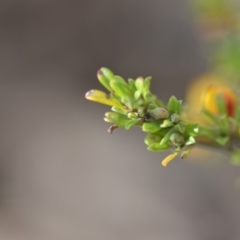 Pultenaea microphylla at Wamboin, NSW - 7 Nov 2018 07:45 PM