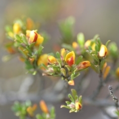 Pultenaea microphylla at Wamboin, NSW - 7 Nov 2018