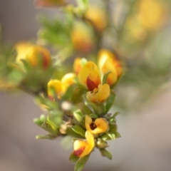 Pultenaea microphylla at Wamboin, NSW - 7 Nov 2018