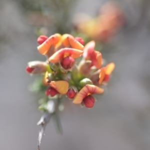 Dillwynia sericea at Wamboin, NSW - 7 Nov 2018