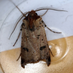 Agrotis porphyricollis at O'Connor, ACT - 4 Dec 2018