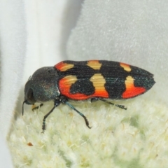 Castiarina sexplagiata (Jewel beetle) at Acton, ACT - 2 Dec 2018 by TimL