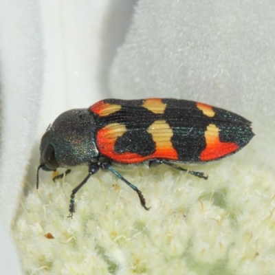 Castiarina sexplagiata (Jewel beetle) at Acton, ACT - 3 Dec 2018 by TimL