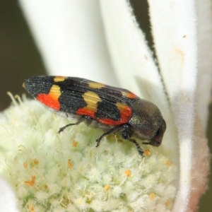 Castiarina sexplagiata at Acton, ACT - 3 Dec 2018