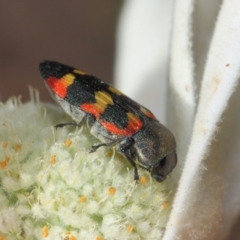 Castiarina sexplagiata at Acton, ACT - 3 Dec 2018