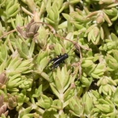 Nemobiinae sp. (sub-family) (A ground cricket) at Michelago, NSW - 3 Dec 2018 by Illilanga