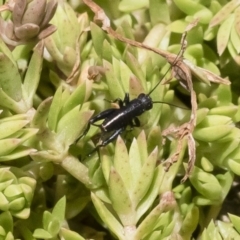 Nemobiinae sp. (sub-family) at Michelago, NSW - 3 Dec 2018