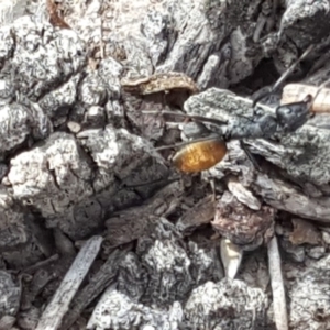 Camponotus aeneopilosus at O'Malley, ACT - 9 Dec 2018