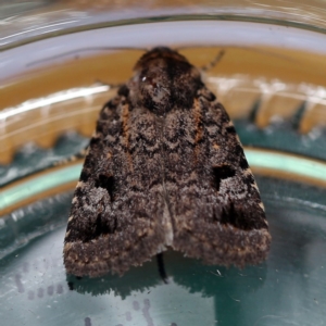 Thoracolopha verecunda at O'Connor, ACT - 4 Dec 2018 08:47 AM