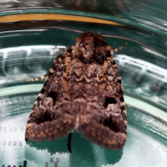 Thoracolopha verecunda at O'Connor, ACT - 4 Dec 2018 08:47 AM