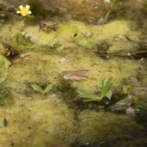 Trapezites eliena at Michelago, NSW - 7 Dec 2018