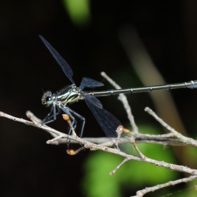 Austroargiolestes icteromelas (Common Flatwing) at Acton, ACT - 3 Dec 2018 by TimL