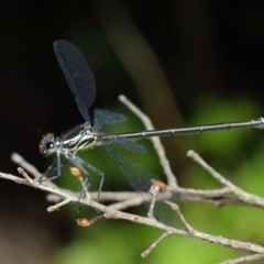 Austroargiolestes icteromelas at Acton, ACT - 3 Dec 2018