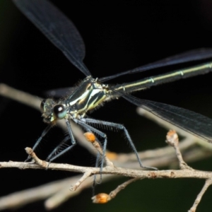 Austroargiolestes icteromelas at Acton, ACT - 3 Dec 2018