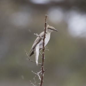 Lalage tricolor at Michelago, NSW - 9 Dec 2018