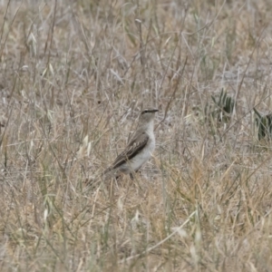 Lalage tricolor at Michelago, NSW - 9 Dec 2018