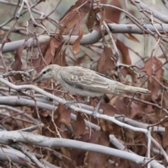 Lalage tricolor at Michelago, NSW - 9 Dec 2018