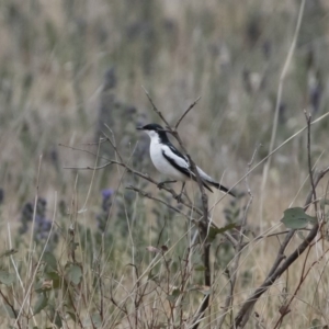 Lalage tricolor at Michelago, NSW - 9 Dec 2018