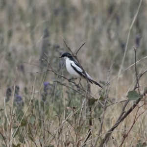 Lalage tricolor at Michelago, NSW - 9 Dec 2018