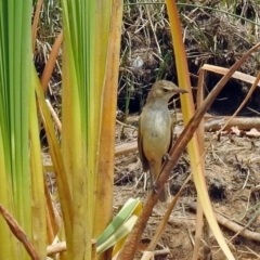 Acrocephalus australis (Australian Reed-Warbler) at Dickson Wetland - 9 Dec 2018 by RodDeb