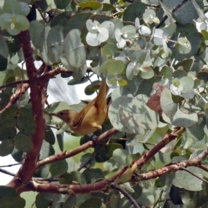 Acrocephalus australis at Dickson, ACT - 9 Dec 2018